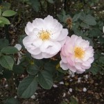 スキャボロフェアー