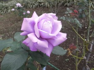 シャルルドゥゴール