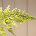 タバリアファン