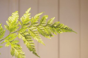 タバリアファン