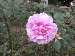 シスターエリザベス