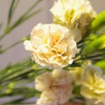 spカーネーション　ミルクティ