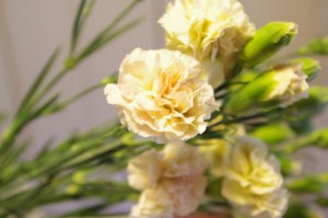 spカーネーション　ミルクティ