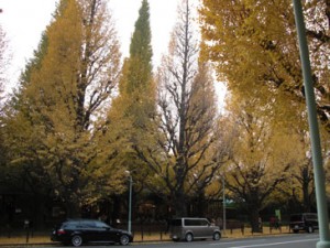 青山外苑～銀杏並木