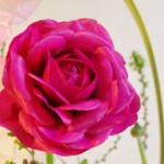 ラナンキュラス（ラミア）