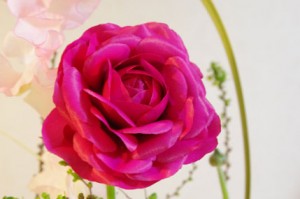 ラナンキュラス（ラミア）