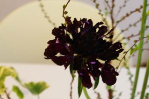 ポンポンスカビオサ（ブラックナイト）