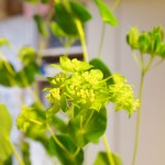 ブプレリューム