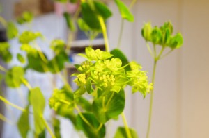 ブプレリューム