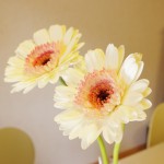 ガーベラ（プロモーション）