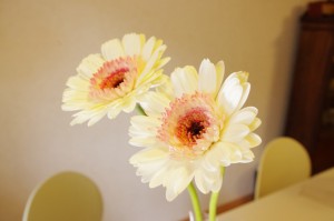 ガーベラ（プロモーション）