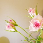 ＳＰバラ（ファンタジー）