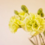 SPカーネ（ラスカル）