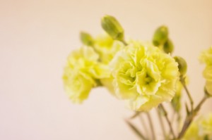 SPカーネ（ラスカル）