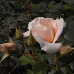 古河庭園バラ２