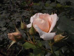 古河庭園バラ２