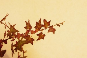 アイビー　オータムブラウン