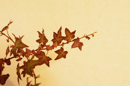 アイビー　オータムブラウン