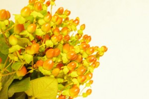 ヒペリカム　エクセレントフレア