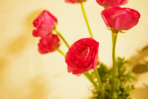 ラナンキュラス　ラズベリル