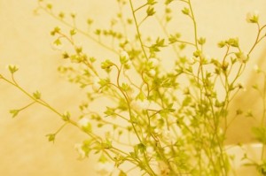 忘れな草　ビーナスボタン