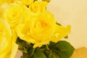 バラ　ルミエール