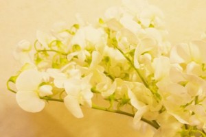 宿根スイトピー