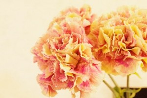 カーネーション　アンティグア