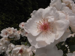 ジャクリーヌデュプレ