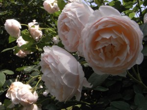 アンブリッジローズ