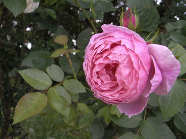 ヘザーオースチン