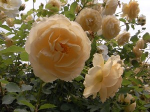 ルドロウキャッスル