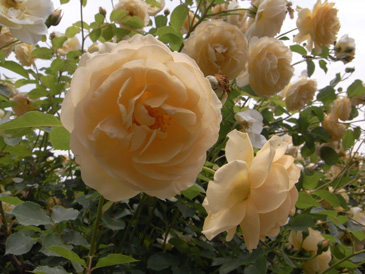 ルドロウキャッスル