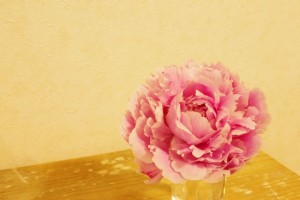 芍薬　サラベル