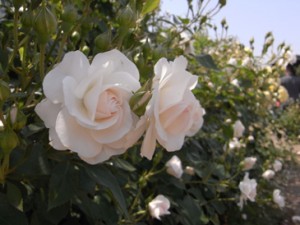 ブライダルティアラ