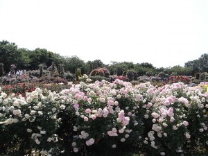 京成バラ園