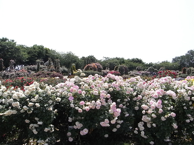 京成バラ園