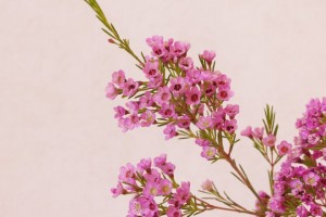 ワックスフラワー