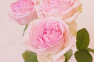 ソルベットアバランシェ