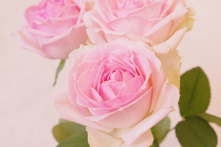 ソルベットアバランシェ