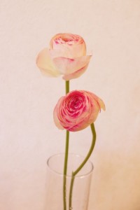 ラナンキュラス