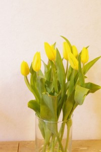 チューリップ　ストロングゴールド